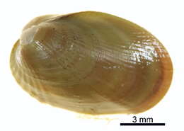 Sivun Musculus discors (Linnaeus 1767) kuva