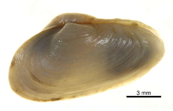 Image of Soft-shelled clam