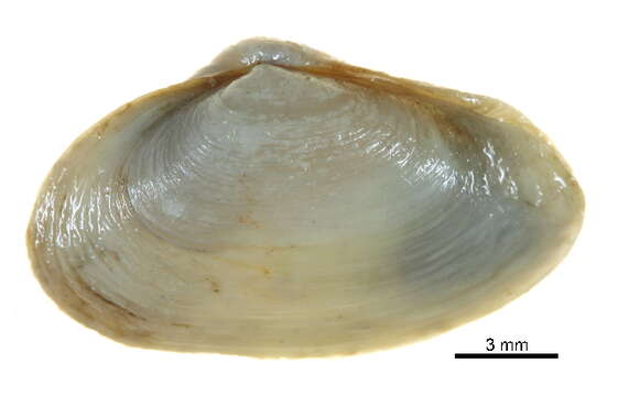 Image of Soft-shelled clam