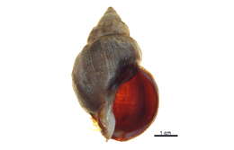 Image of Common whelk