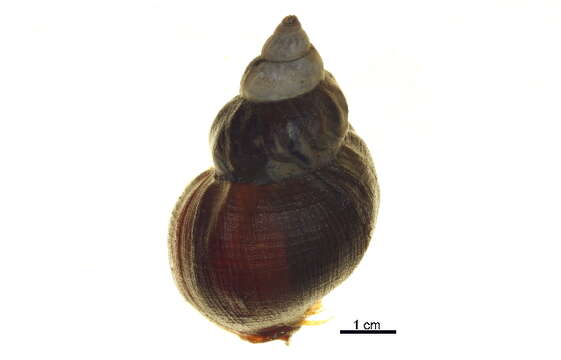 Image of Common whelk