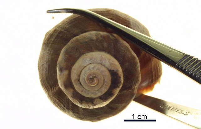 Image of Common whelk