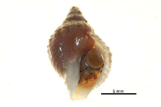 Image of Polar whelk