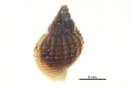 Image of Polar whelk