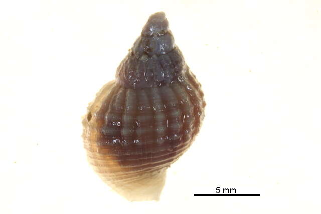 Image of Polar whelk