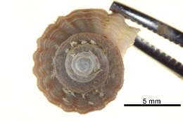 Image of Polar whelk