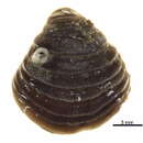 Image of Hemithiris psittacea (Gmelin 1791)