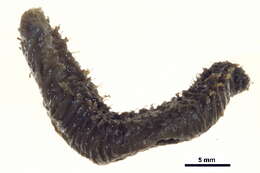 Image of Flabelligera affinis M. Sars 1829
