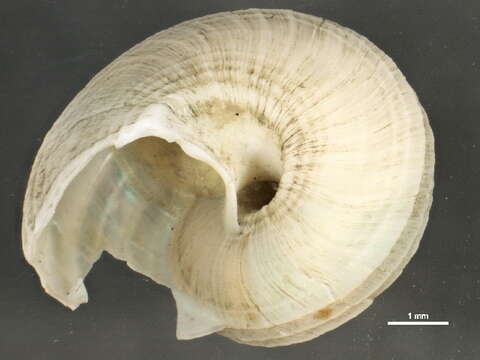 Imagem de Margarites costalis (Gould 1841)