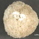 Image of Solariella S. V. Wood 1842