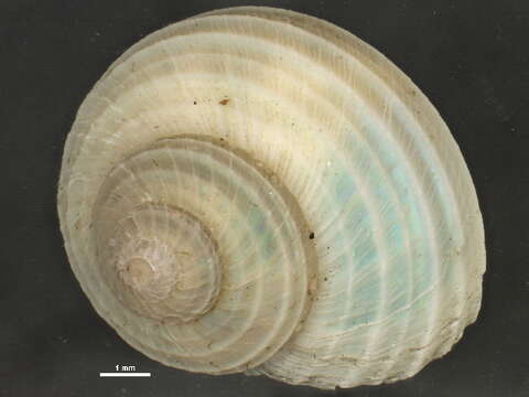 Image de Margarites costalis (Gould 1841)