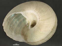 Image de Margarites costalis (Gould 1841)