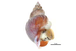 Image of Buccinum Linnaeus 1758