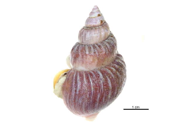 Image of Buccinum Linnaeus 1758