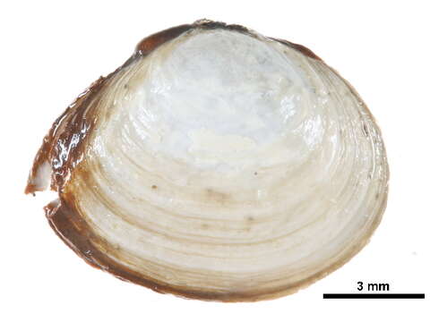 Image of Macoma balthica balthica