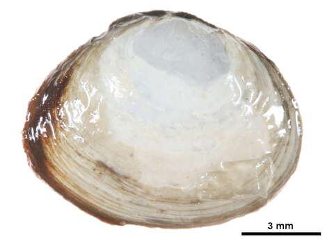 Image of Macoma balthica balthica