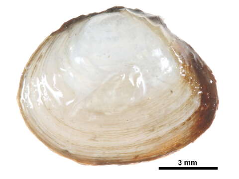 Image of Macoma balthica balthica