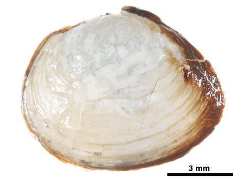 Image of Macoma balthica balthica