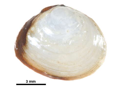 Image of Macoma balthica balthica