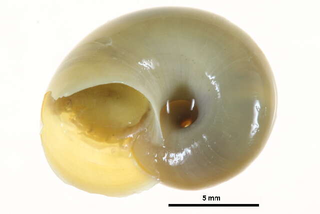 Image de Margarites olivaceus (T. Brown 1827)