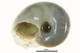 Image de Margarites olivaceus (T. Brown 1827)