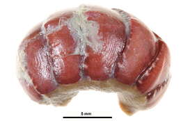 Image of lined red chiton