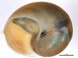 Image of helicina margarite