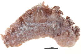 Image of bushy-backed nudibranch