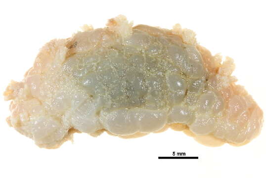 Dendronotus frondosus (Ascanius 1774) resmi