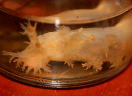 Image of bushy-backed nudibranch