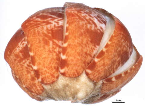 Image of lined red chiton