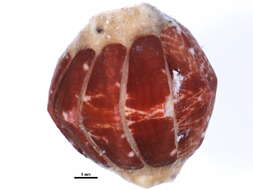 Image of lined red chiton