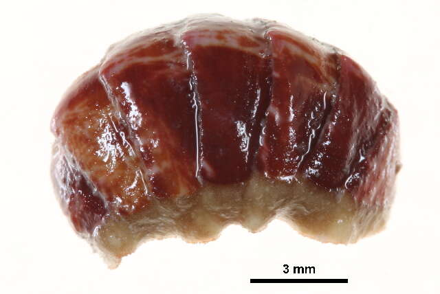 Image of lined red chiton