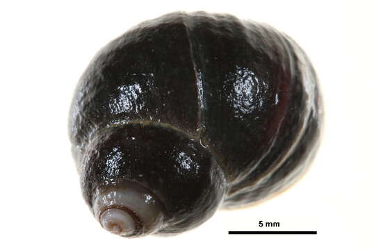 Image of black-lined periwinkle