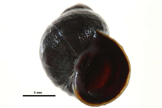 Image of black-lined periwinkle