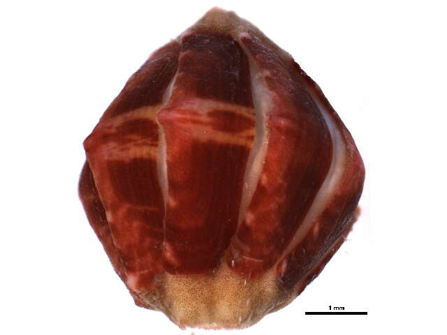 Image of lined red chiton