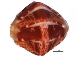 Image of lined red chiton