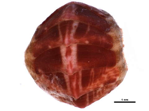 Image of lined red chiton