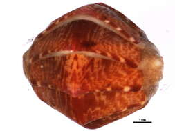 Image of lined red chiton