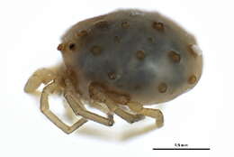 صورة Sperchontidae