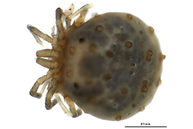 صورة Sperchontidae