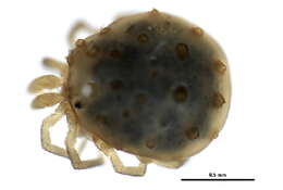 صورة Sperchontidae