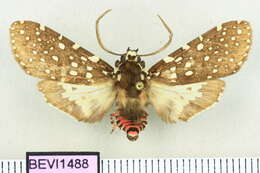 Image of Bernathonomus Fragoso 1953