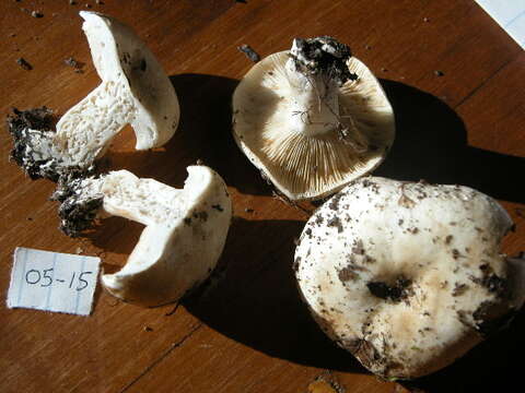 Image of Russula