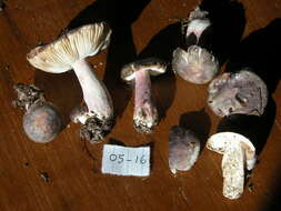 Image of Russula