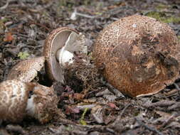 Image of commercial mushroom