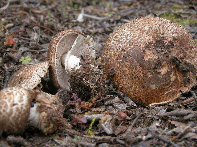 Image of commercial mushroom