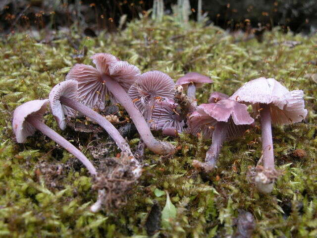 Image of Mycena pura