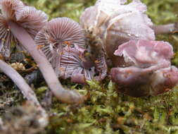 Image of Mycena pura