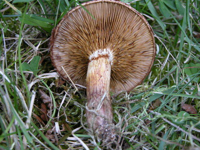 Image of Austropaxillus statuum (Speg.) Bresinsky & Jarosch 1999